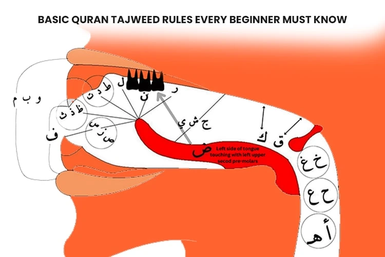 Basic Quran Tajweed Rules Every Beginner Must Know